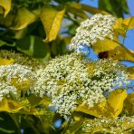 Baza čierna (Sambucus Nigra) ´GOLDEN TOWER´® - výška 20-30 cm, kont. C2L